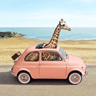 giraf in kleine auto